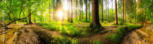 Beautiful forest panorama with big trees and bright sun © Günter Albers