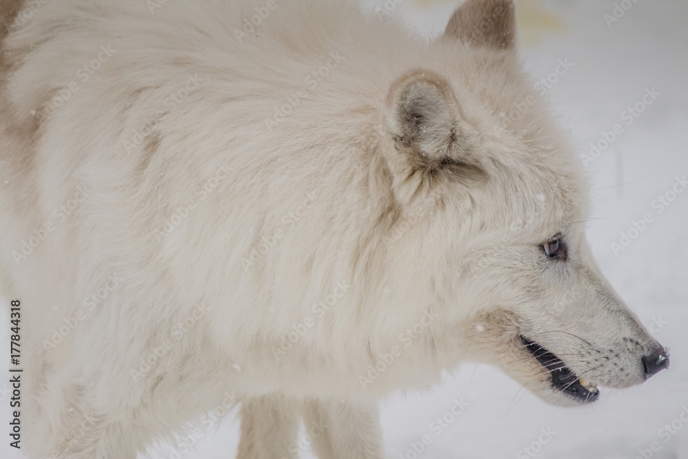 Obraz premium Arctic Wolf