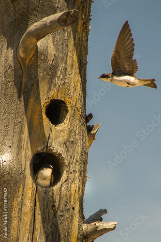 Mother bird feeding nestling in Yellowstone