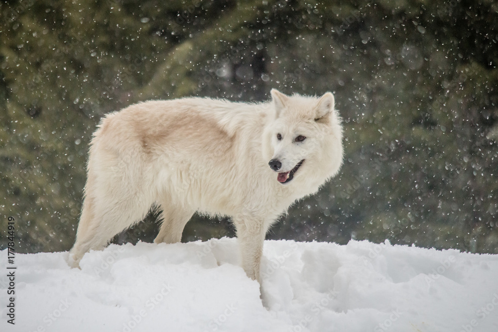 Obraz premium Arctic Wolf