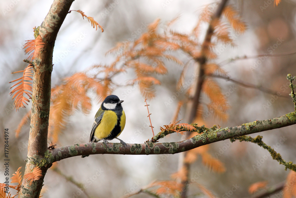 Great tit perching in metasequioa