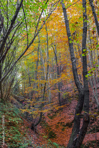 Beech hillside forest with colorful autumn leaves