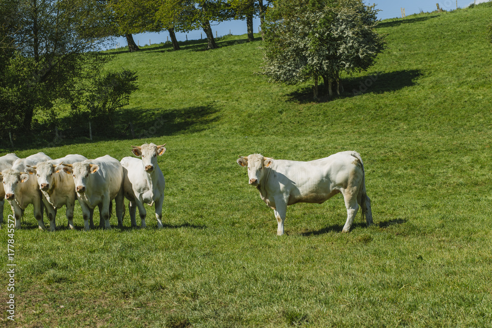 Obraz premium Cows grazing on grassy green field on a bright sunny day. Normandy, France. Cattle breeding and industrial agriculture concept. Summer countriside landscape and pastureland for domesticated livestock