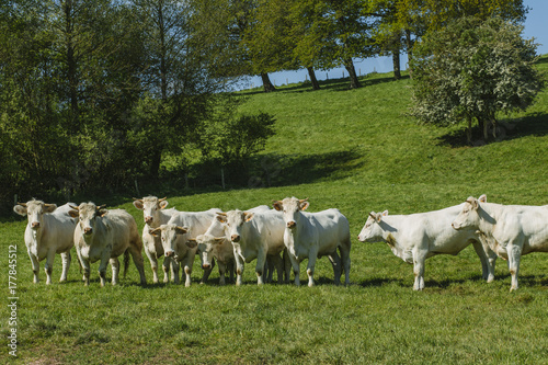 Cows grazing on grassy green field on a bright sunny day. Normandy, France. Cattle breeding and industrial agriculture concept. Summer countriside landscape and pastureland for domesticated livestock