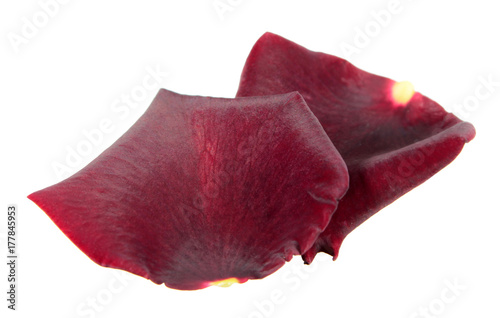 Two dark red rose petals isolated on white background