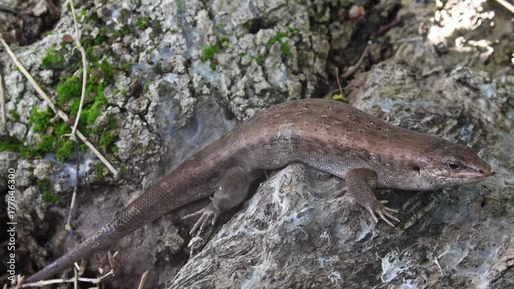 Telfair’s skink (Leiolopisma telfairii) in a forest Mauritius. Telfair’s skink (Leiolopisma telfairii) in a forest Mauritius.