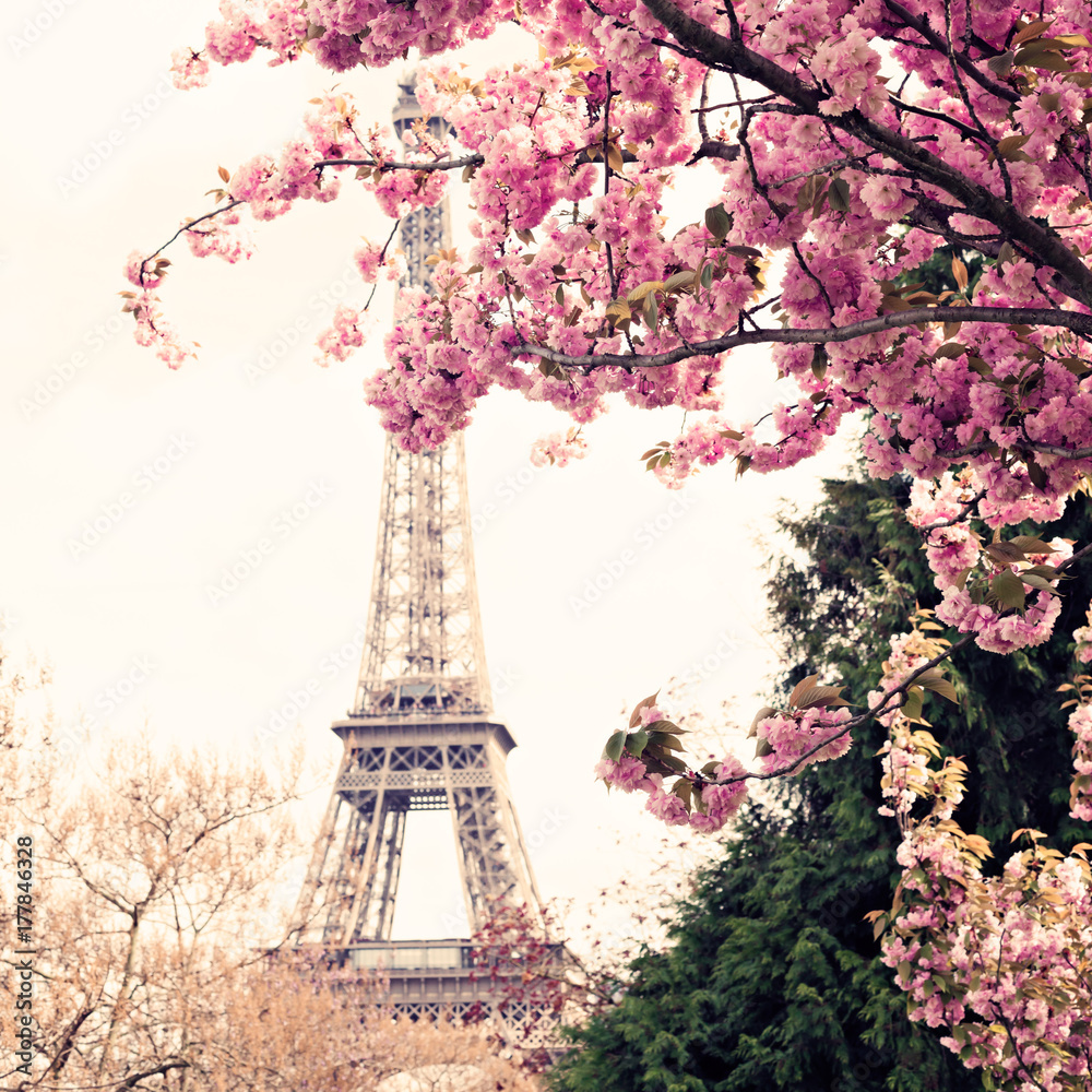 Eiffel Tower and Cherry blossoms in spring in Paris
