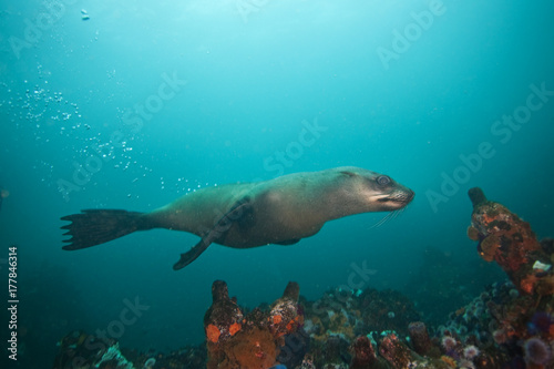 brown fur seal, arctocephalus pusillus, South Africa © prochym