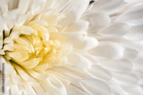 chrysanthemum white macro background