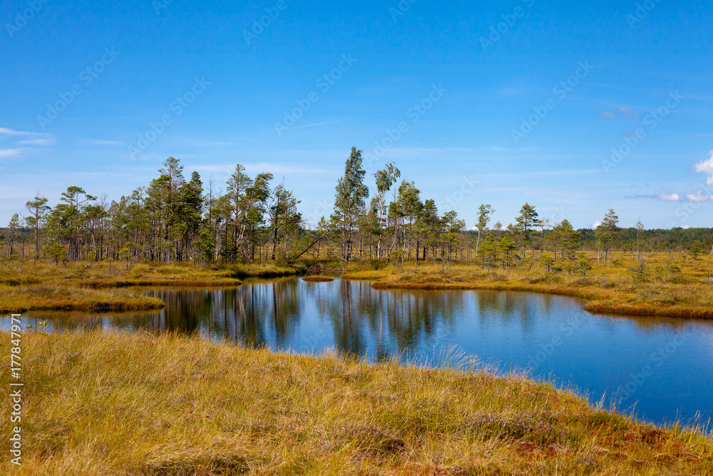 Beautiful swamp landscape Beautiful swamp landscape