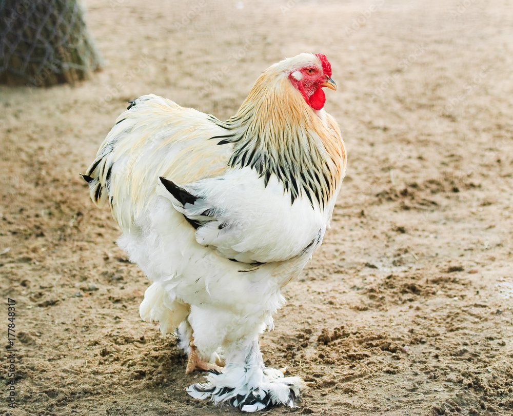 Rooster Light Brahma in the poultry yard Stock Photo