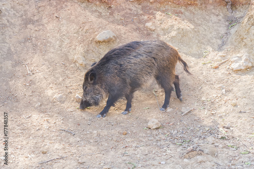 Wild boar in the forest, Cazorla, Jaen, Spain