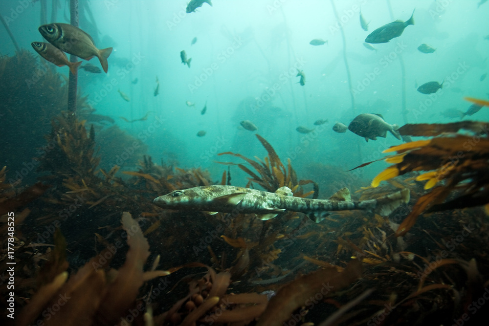 Obraz premium Shyshark ciemny, haploblepharus pictus, puffer shark, RPA