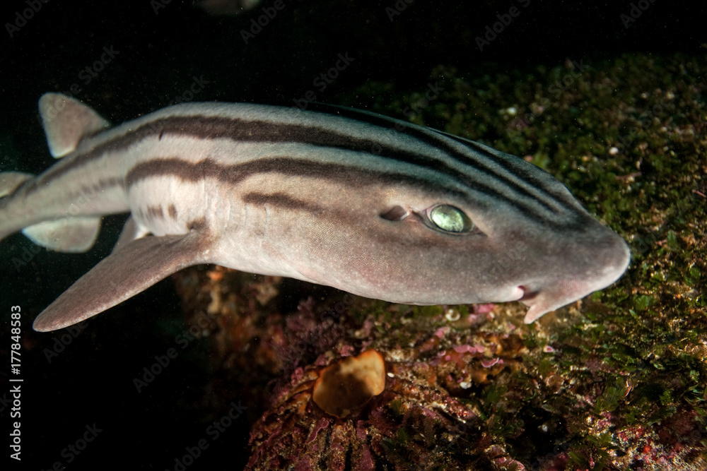 Fototapeta premium Pyjama shark, poroderma africanum, South Africa