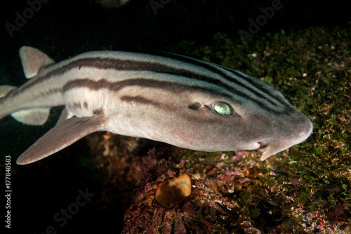 Pyjama shark, poroderma africanum, South Africa