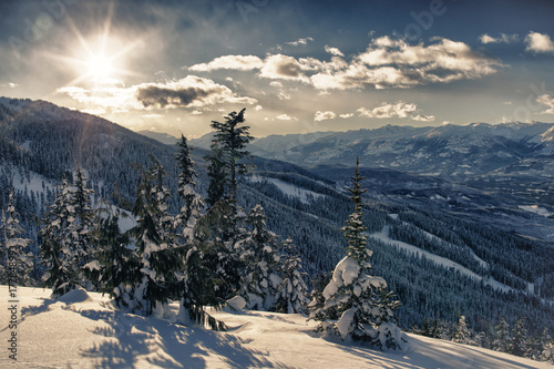 Snow covered trees at a ski resort in Whistler, Canada.