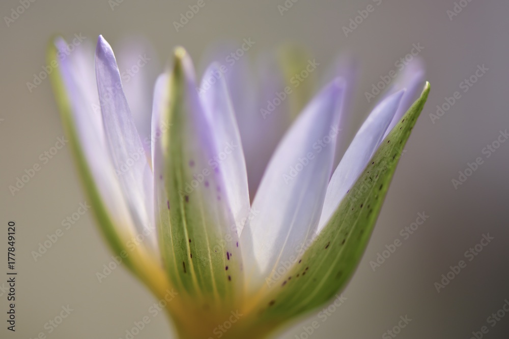 Blossom lotus flower in Thailand poud,macro shots.