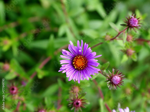 Purple flower with green leaves as background