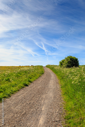 Pathway Through a Green Landscape