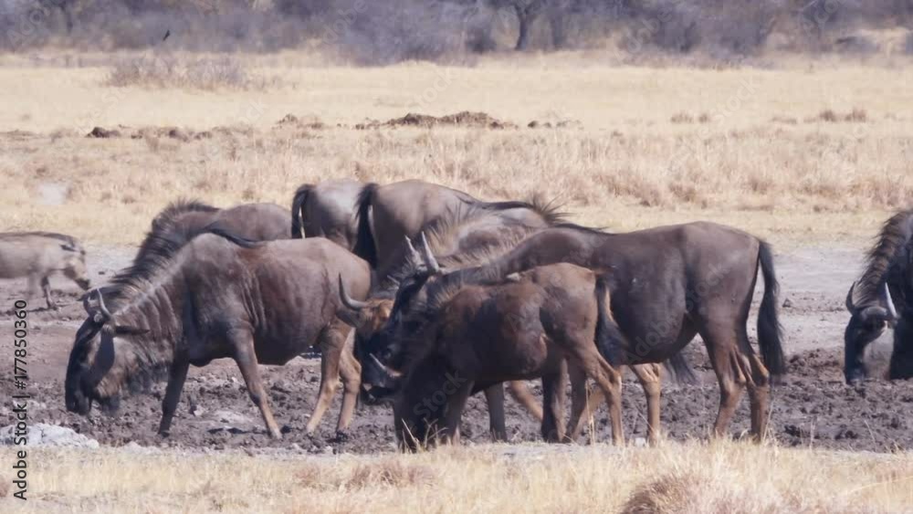 Panning shot of young wildebeest gnu walking through muddy waterhole Panning shot of young wildebeest gnu walking through muddy waterhole