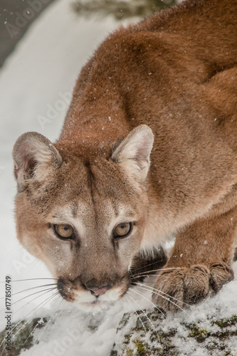 Mountain Lion