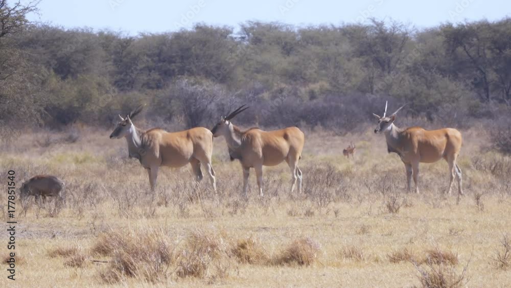 Three large eland antelope standing in short grass on the tree line