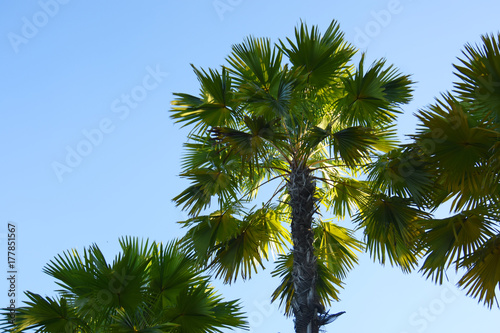 Palm trees with blue sky background