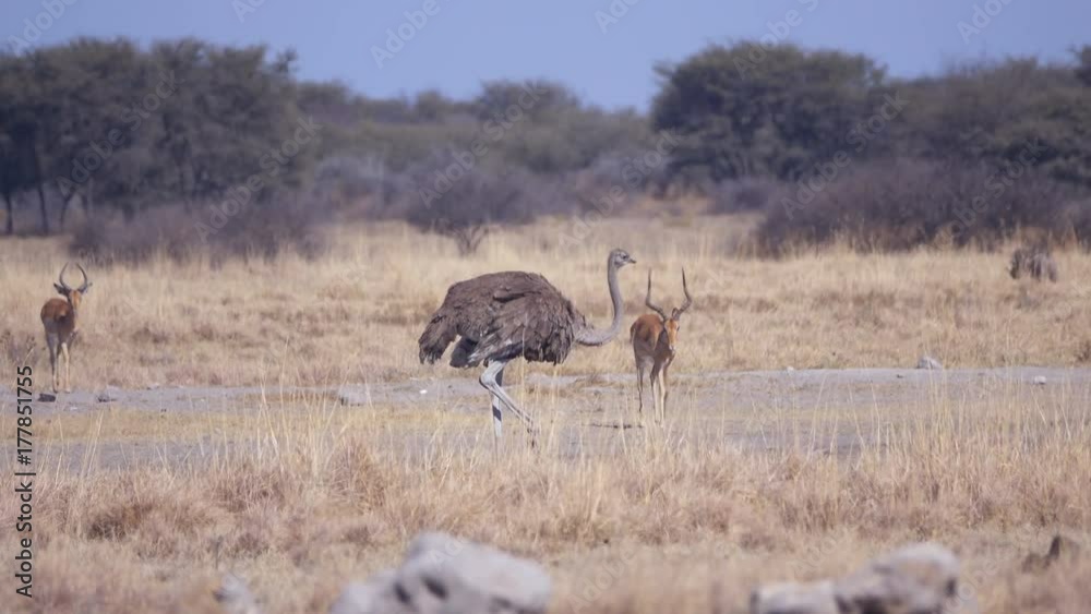 Female ostrich pecking at the ground with warthog running between pair of springbok