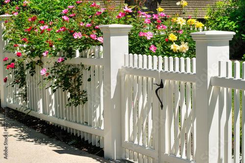 White Gate And Fence, Climbing Roses