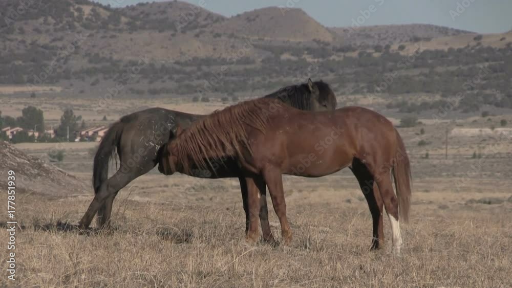 Wild Horses (mustangs) Interacting Wild Horses (mustangs) Interacting