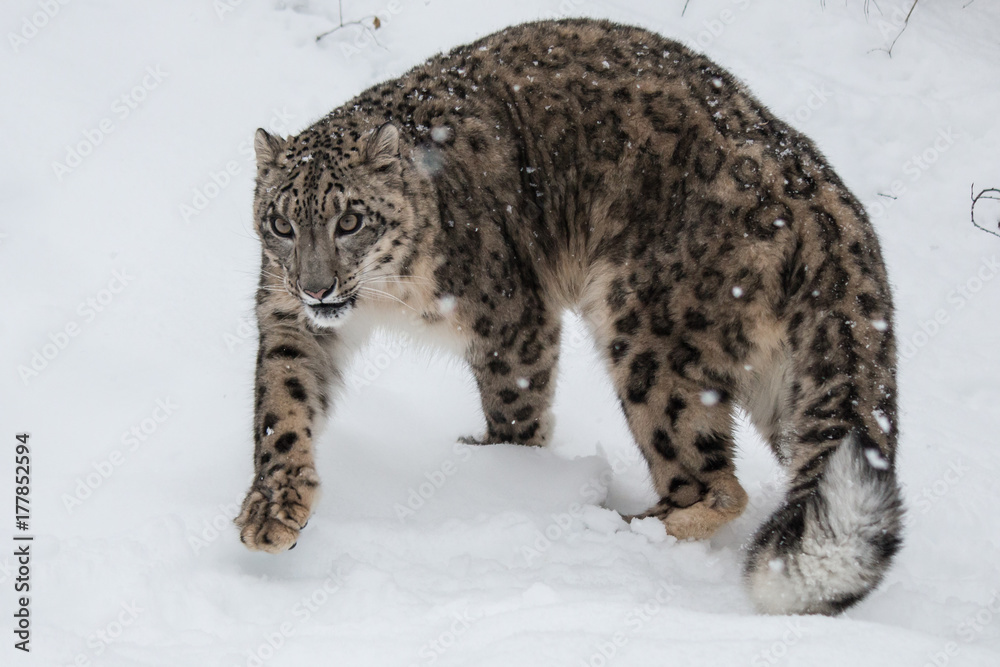 Snow Leopard Snow Leopard