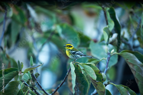 Yellow color sparrow - Savannah Sparrow