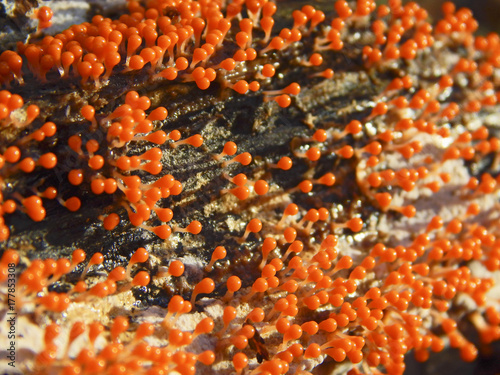 Fotografie Slime mould, or myxomycete, Trichia decipiens