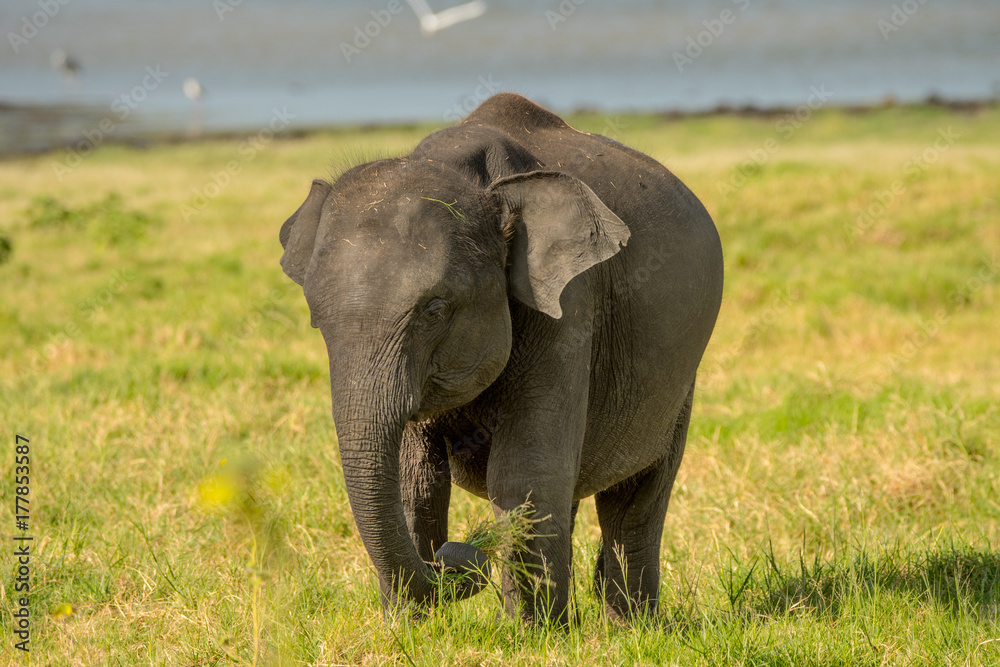 Fototapeta premium Elephants in the wild