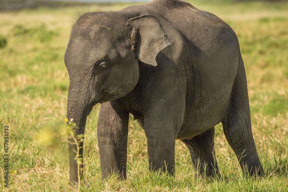 Fototapeta premium Elephants in the wild