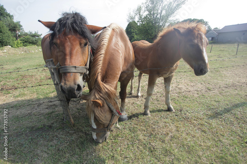 konie - rodzina na pastwisku