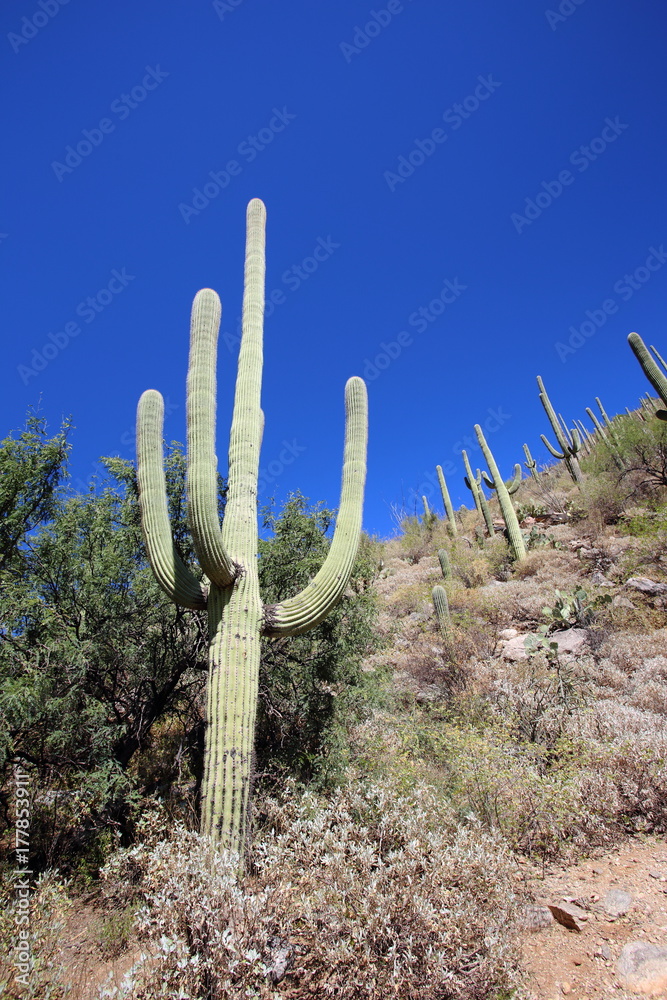 saguaro hill