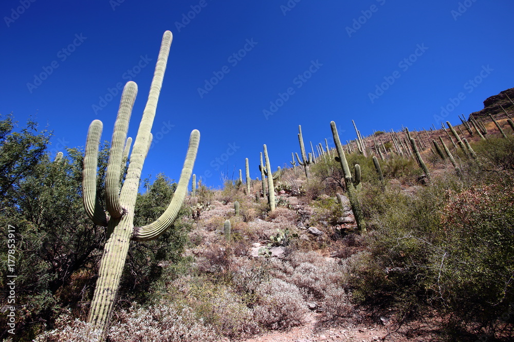 saguaro hill saguaro hill