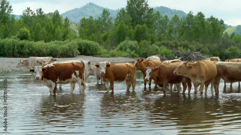 cows standing in the mountain river and looking on camera cows standing in the mountain river and looking on camera