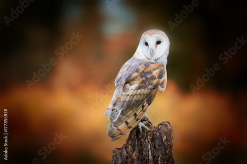 Barn Owl closeup