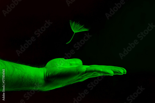 Fototapeta Naklejka Na Ścianę i Meble -  the seed of the dandelion falls on the hand in a bright, acid green color.