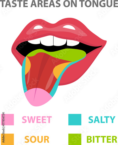 Tongue Map, areas with receptors responsible for taste, flat style. Isolated on white background. sweet, salty, sour, bitter. Vector illustration