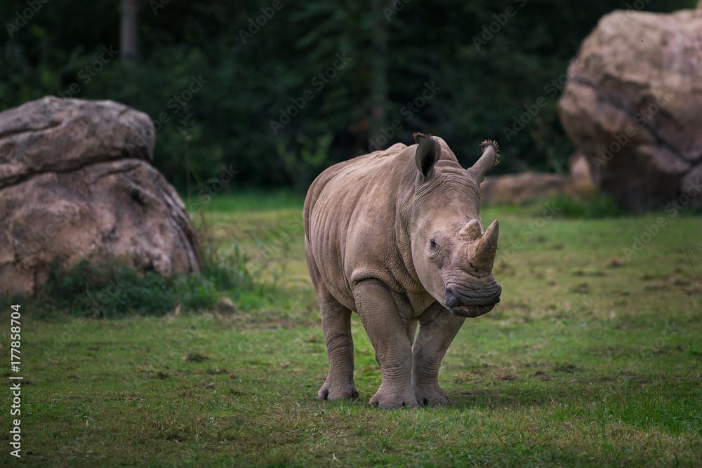 Fototapeta premium rhino with rock background