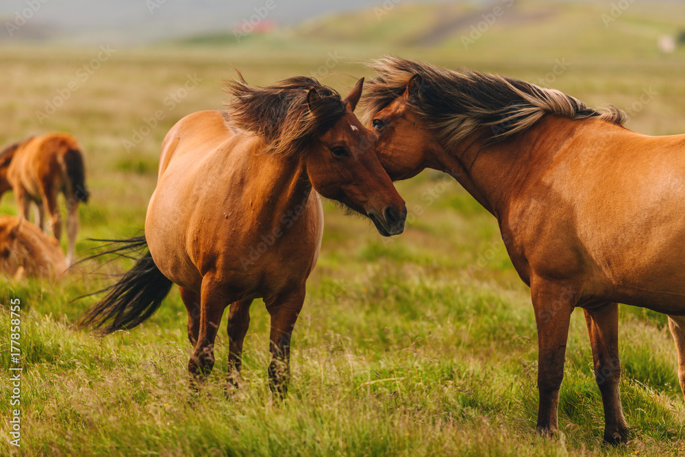 Icelandic Wild Horses in the Pasture