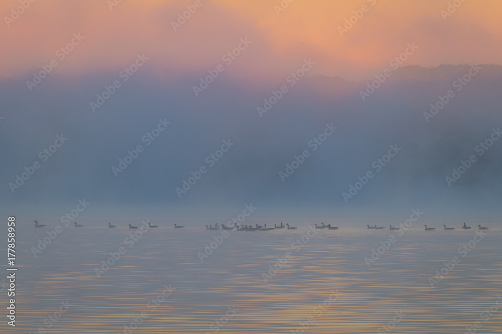 Ducks float along a calm lake as the morning fog lifts in early autumn at Silver Lake, Castile, NY Ducks float along a calm lake as the morning fog lifts in early autumn at Silver Lake, Castile, NY