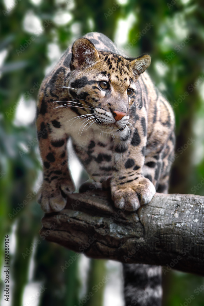 Obraz premium clouded leopard on trees