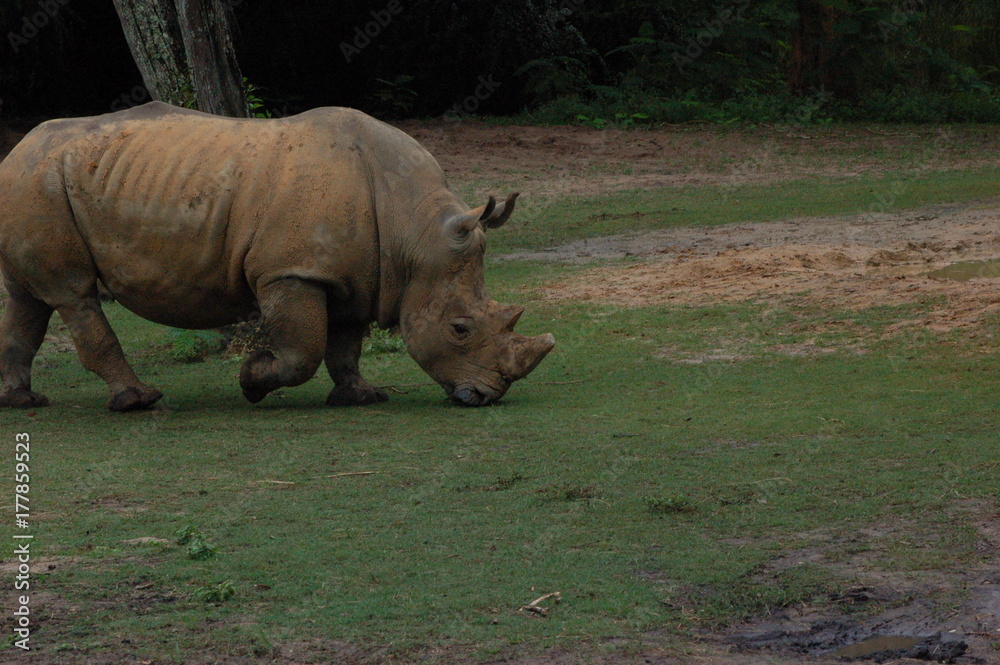 Fototapeta premium rhino