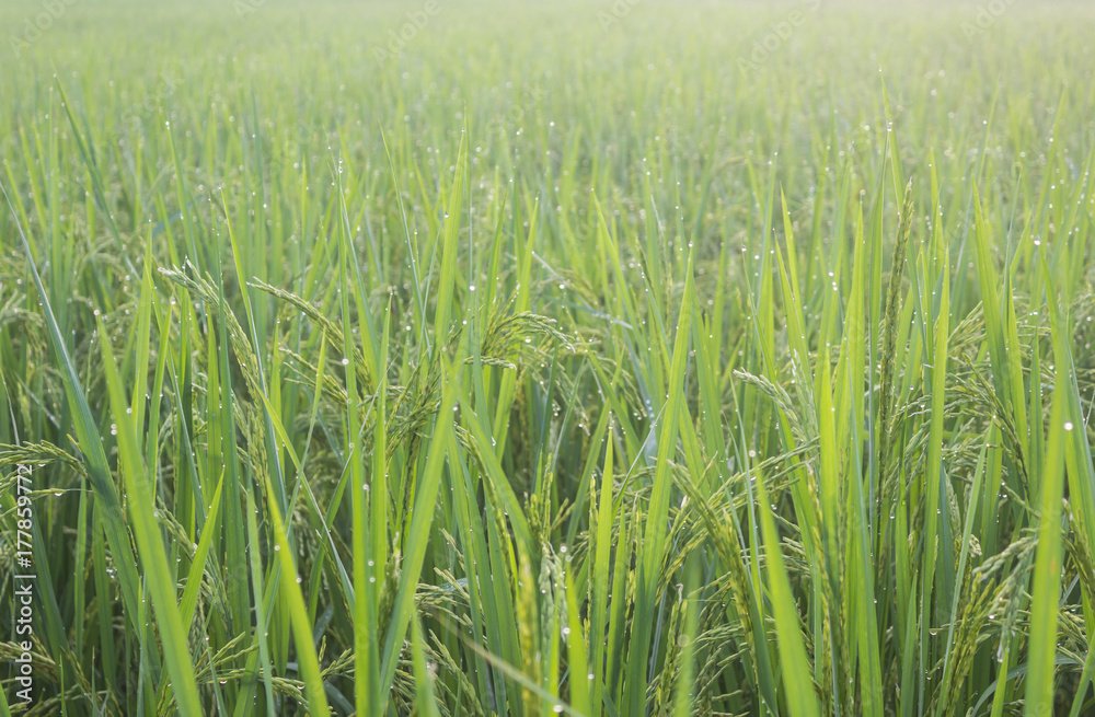 Rice with bokeh water drops on the rice in the morning Rice with bokeh water drops on the rice in the morning