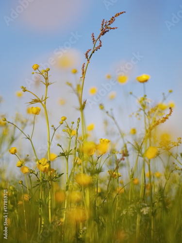 Flowering sorrel photo