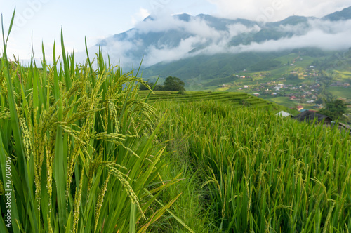 Close up of rice plant with terraces and countryside landscape view on the background